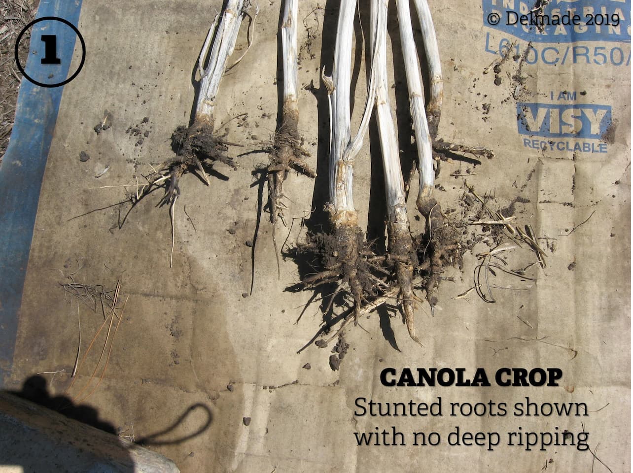 NO DEEP TILLAGE = poor root penetration, stunted root and plant growth. See the difference a Delmade Subsoiler will make!
