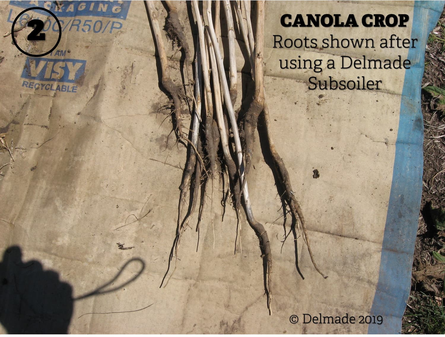 Canola Crop - Healthy Roots shown after using a Delmade Subsoiler.  Deep root penetration equals health root and plant growth